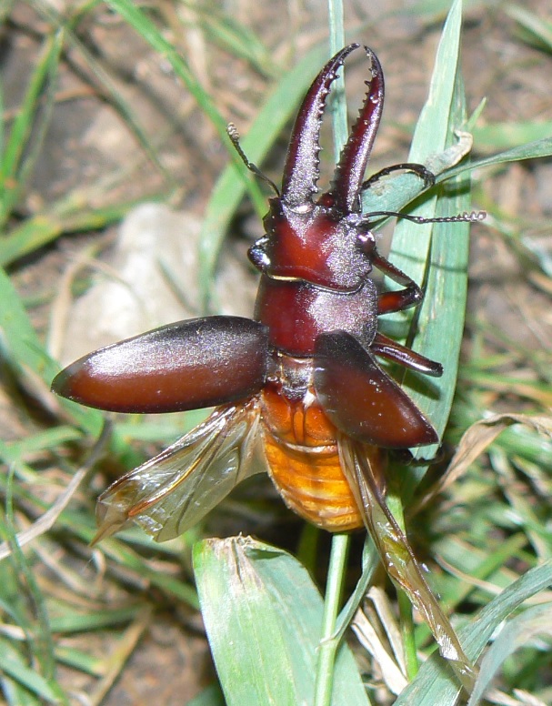 団地前のクヌギ_上から落ちてきたノコギリクワガタ♂すかさず離陸 2021年6月22日 19時55分頃 気温24度